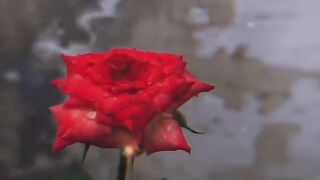 Love is beautiful
