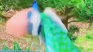 islamic video