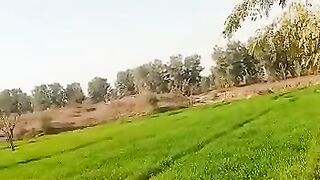 Punjab village culture