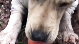 Labrador dog with a strong passion for vegetable. Fun
