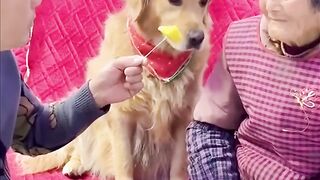 Smart dog protect Grandma 2 . Fun