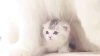 Aborable friendships between cat and dogs. Fun