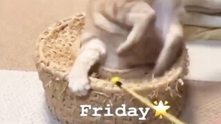 beautiful scenes of PET ANIMALS  CATS in which THE PLAY