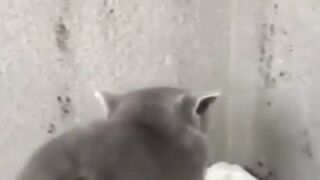 beautiful scenes of PET ANIMALS  CATS in which THE PLAY