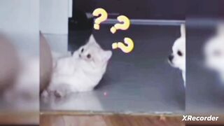 Baby cat- cat and fanny cat videos compilation #34 l animals
