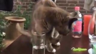 beautiful scenes of PET ANIMALS CATS in which THE PLAY