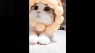 Cute And Funny Pets