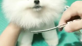 Funny animal moments