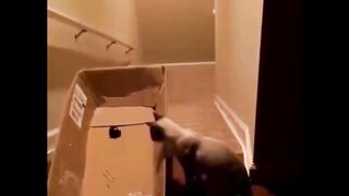 beautiful scenes of PET ANIMALS CATS in which THE PLAY