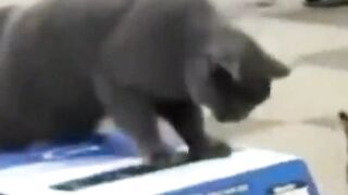 beautiful scenes of PET ANIMALS CATS in which THE PLAY