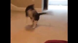 beautiful scenes of PET ANIMALS CATS in which THE PLAY