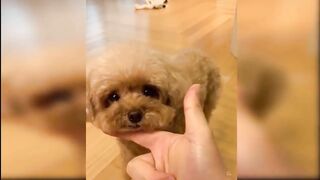 Cat funny video now nice
