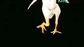 Chicken ???? Price in Pakistan