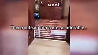 Funny cute animals