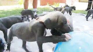 Floppy Great Dane Puppies Swarm Blue Ball