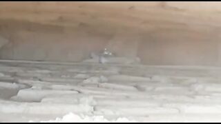 Animal rescue