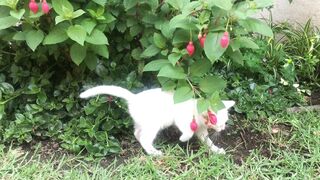 Funny Animal