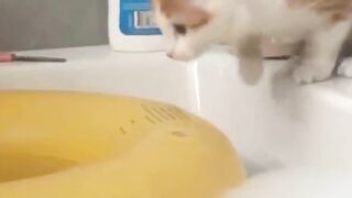 beautiful scenes of PET ANIMALS CATS in which THE PLAY