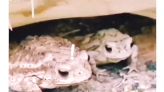 Frogs don't like his taste.funny video