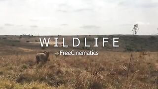 Wild life nature beauty in the world
