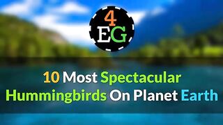 10 Most Beautiful Humming Birds in the World