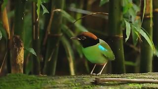 10 Most Beautiful Small Birds in the World