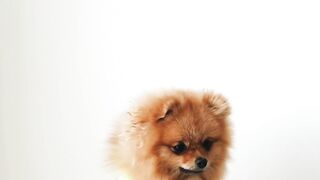 Funny Dog Enjoying