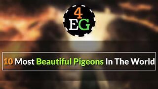 Ten Most Beautiful Pigeon Planet on the Earth