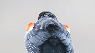 10 Most Beautiful  small Birds  in the World