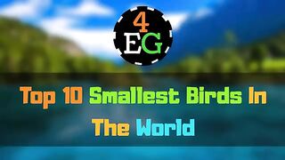 Top Ten Smallest Bird in the World