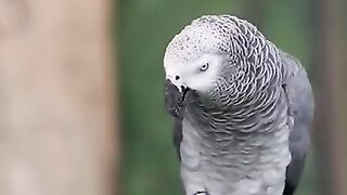 Talking parrot