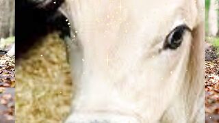 baby cow