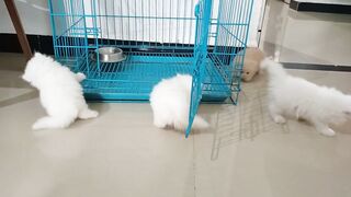 Cute Cats
