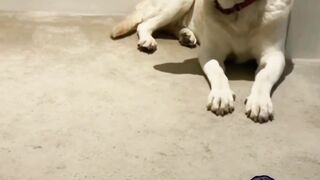 Funny cute doge