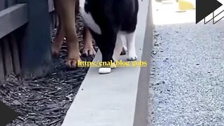 ???????? Ketika kucing jadi bos dan anjing cuma bisa nurut…