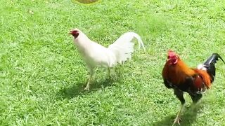 ASIAMPO AGEN SABUNG AYAM TERPERCAYA MUDAH WEDE