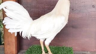 ASIAMPO - TEMPAT BERMAIN SABUNG AYAM BANGKON PALING AMAN DAN PALING NYAMAN