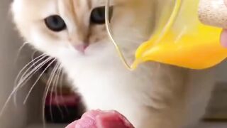 ASMR Cat Mukbang: Enjoy the Adorable Chewing Sensation!