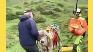 Sapi Terluka Dievakuasi dengan Helikopter, Warga dan Ternak Diungsikan dari Ancaman Longsor di Swiss.
