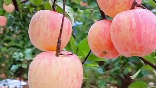 Sweet and delicious fruits