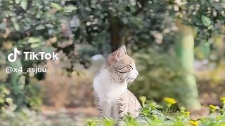 Leaked viral video