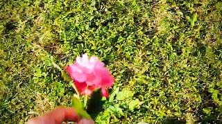 Rose.....????????