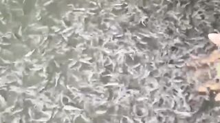 Cara menjaga kualitas air kolam agar ikan lele tetap sehat