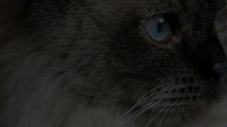 Os 5 Gatos Mais Fofos do Mundo  #gatinho #animales #fofo