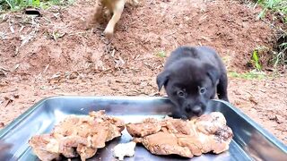 Dogs Lung brecfast