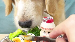 Dogs Breck fast