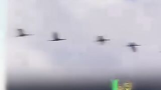 نعمتیں پرندوں کی مانند ہیں