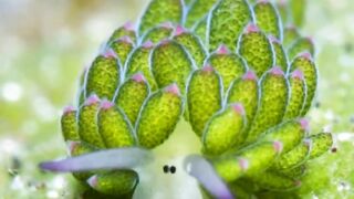 The leaf sheep a Tiny sea slug that look like sheep