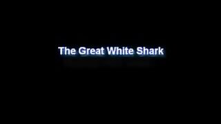 The Great White Shark