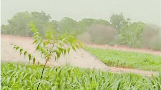 Greenery place 3